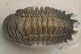 Colorful Crotalocephalina Trilobite Fossil - Atchana, Morocco #229667-3